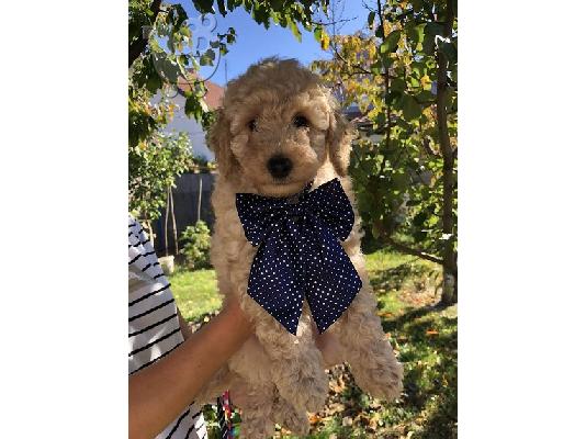 Βερίκοκο MEDIUM POODLE κουτάβι